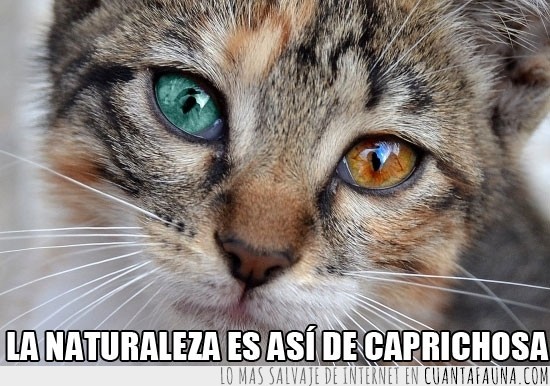 verde,gato,ojos,azul,marron,heterocromía,flickr