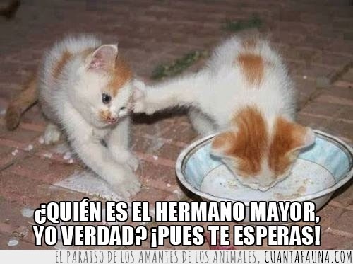 Gatos,cachorros,leche,egoísta,comida,hermano mayor