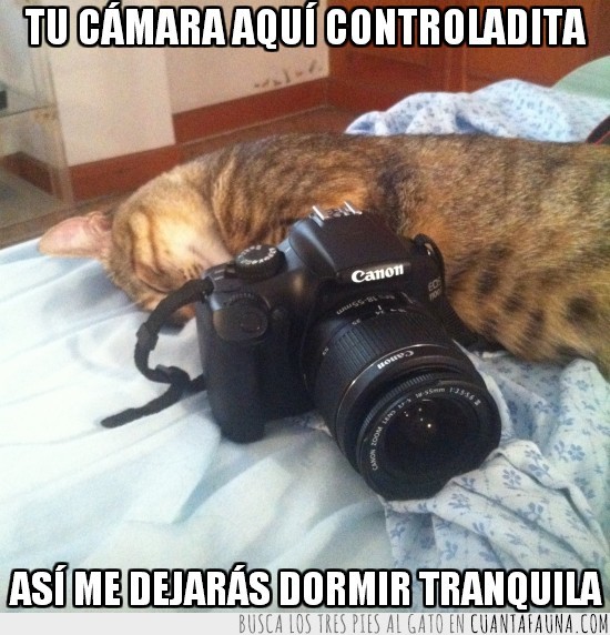 gata,gato,canon,fotos,cámara,fotógrafa
