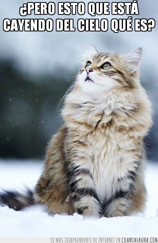 Gato,nieve,mirar,extrañado,cielo,caer