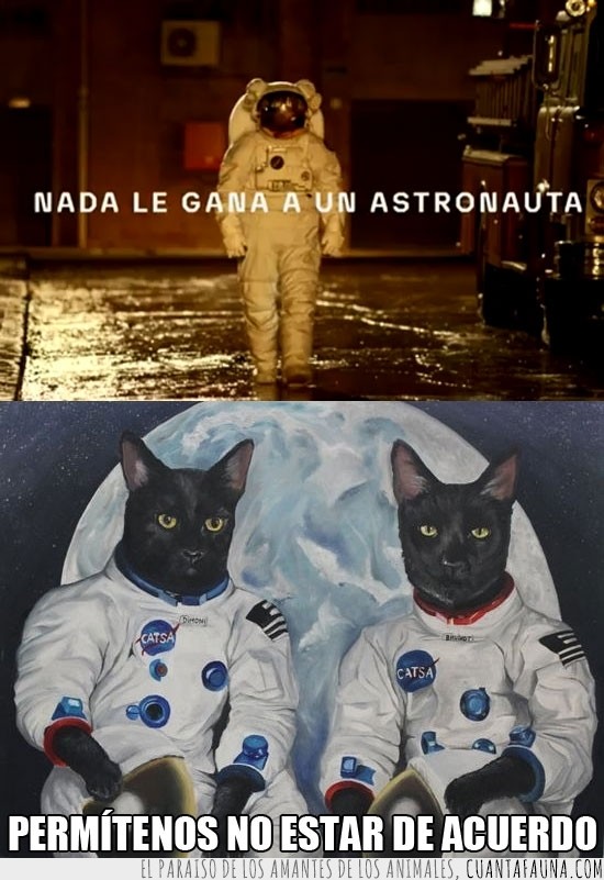gatos,espacio,astronauta,humano,felino,catsa,nasa
