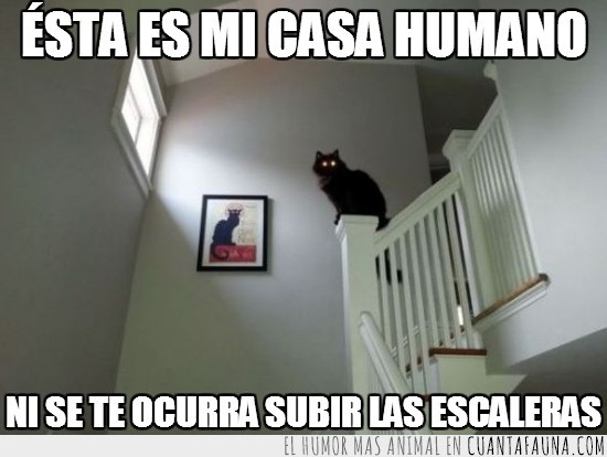 gato,dueño,casa,escaleras