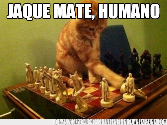 gato,humano,ajedrez,juego,ganar,ajedrecista