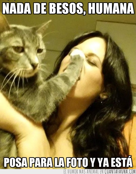 gato,beso,foto,humana,pose,in your face