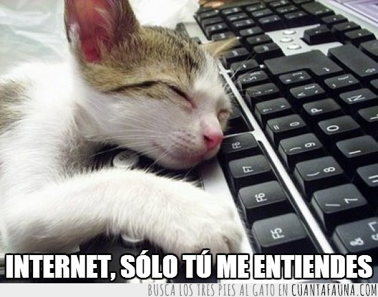 internet,gato,entender,solo,teclado,dormir,encima