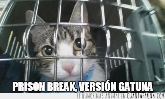 Prison,break,versión,gato,gatuna,gata,cárcel,jaula