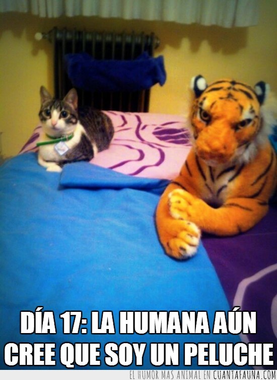 cama,cat,17,humana,peluche,tigre,gata
