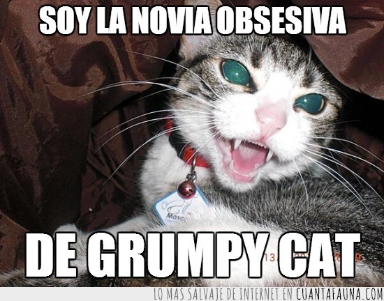 Lana,gata,loca,furia,ira,bufido,novia,obsesiva