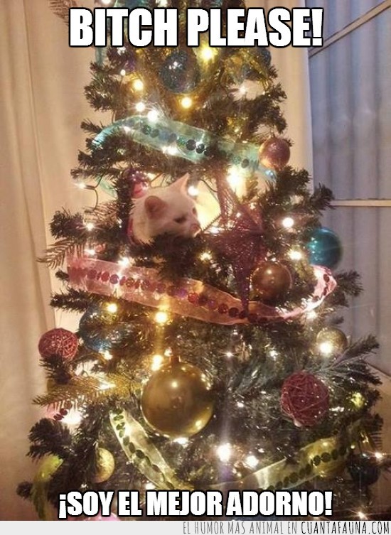 Gato,Navidad,árbol,adorno,mejor,calidad