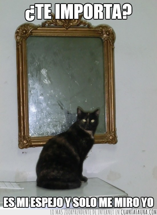 gato,gata,espejo,posesivo,mirar