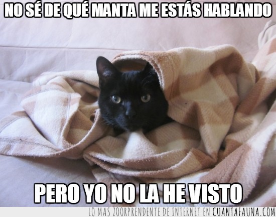 gato,negro,tener,manta,no la he visto