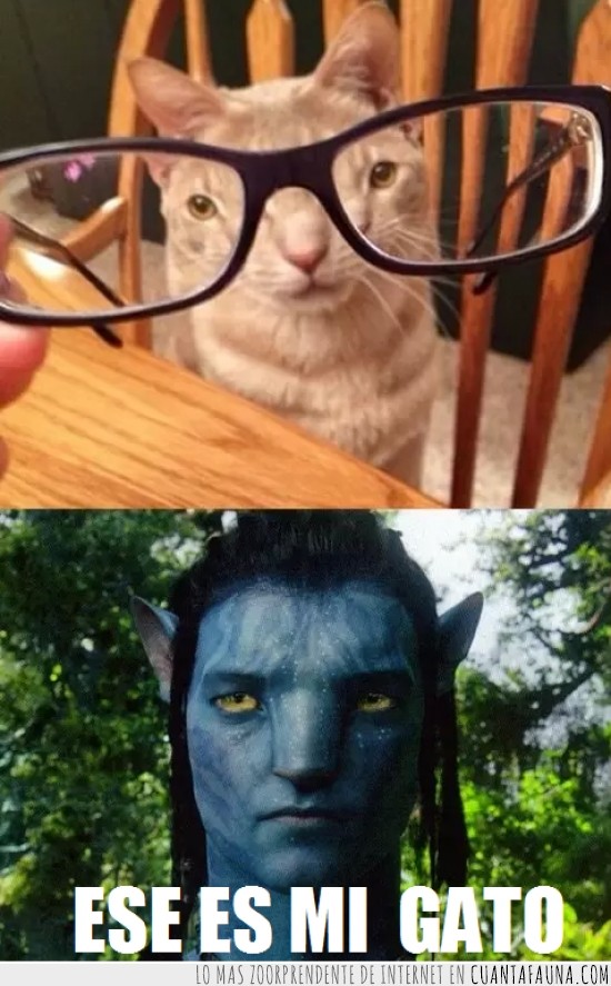 gato,avatar,gafas,ojos,feo,separados