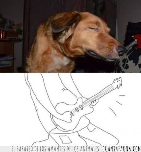 perro,rock & roll,imaginacion,guitarra,tocar,dándolo todo