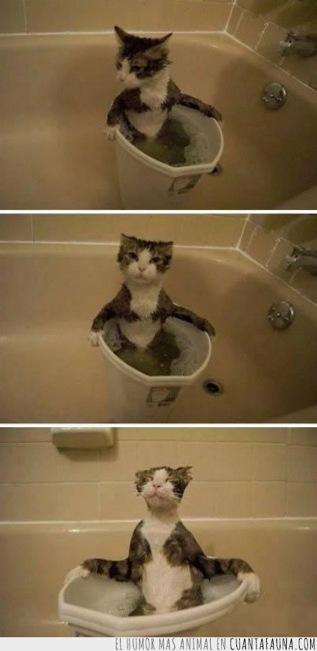 gato,baño,gozar,gustar,agua,contrario