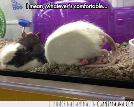 Posición,hamster,jaula,cómodo,blanco,rata,raton,dormir