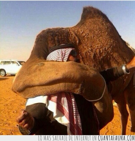 abrazo,si piensas que es un camello revisa tu ignorancia,dromedario,tierno