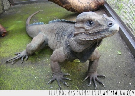 iguana,dinosaurio,lagartolbatracio,reptil,grande,lagarto