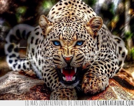 leopardo,felino,félido,ojos,selva