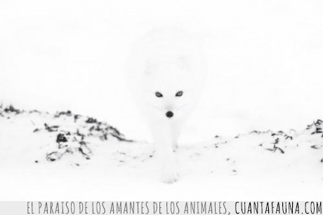16977 - BLANCO PERFECTO - El del zorro ártico en su entorno