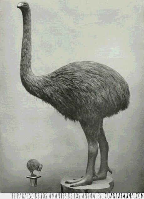 moa,especie,extinta,por,humanos,extinguido,avestruz,gigante,grande