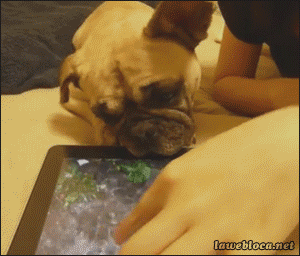 agua,perro,tablet,iPad,engañar,no lo entiende