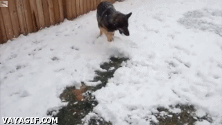 pastor aleman,muñeco,perro,nieve,hacer una bola,arrastrar,perro pelotero