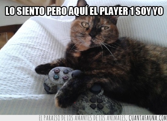 gato,gamer,jugar,humano,ps3,mando
