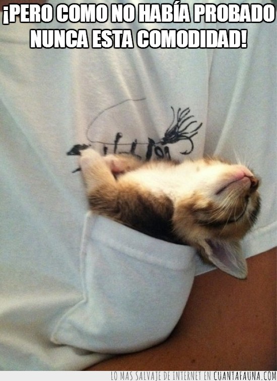 comodidad,dentro,gato,bolsillo,dormido