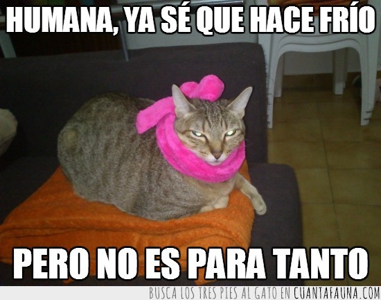 invierno,frío,collar,gato,enfadado,molestar,mirar,mirada,bufanda,manta,sofá,humana,xipi