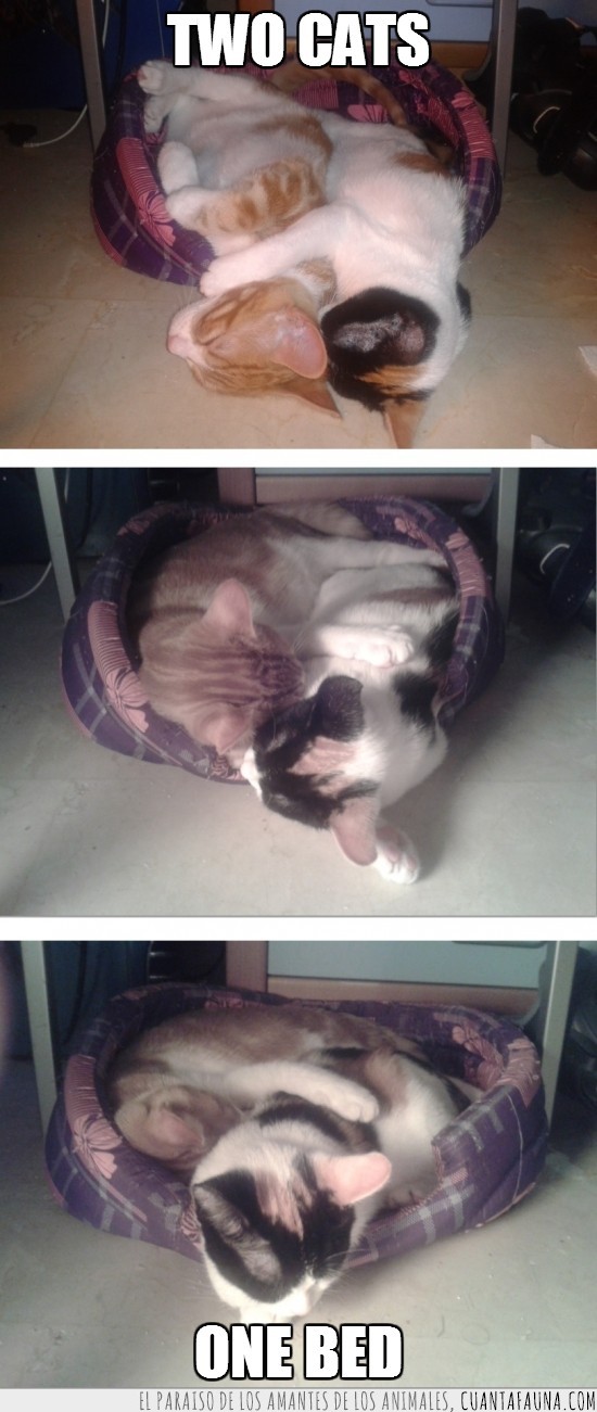 juntos,dormir,cama,Two cats one bed,gatitos