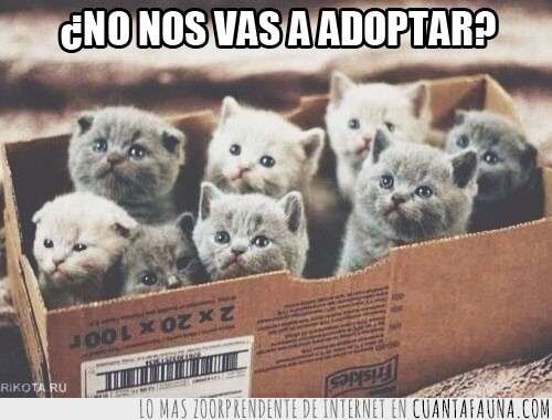 oportunidad,adoptar,huérfanos,caja,gatitos,Gatos