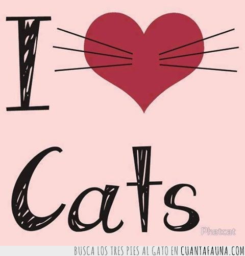 amor,gatos,cats,forever,querer,I love cats