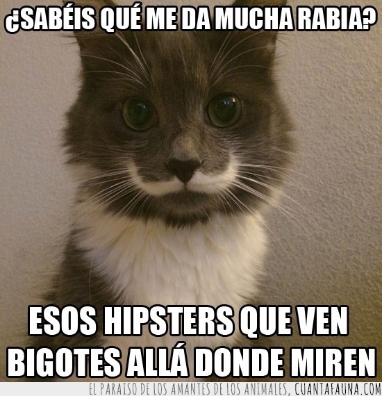 bigote,gato,hipsters,bigotes everywhere,mirar