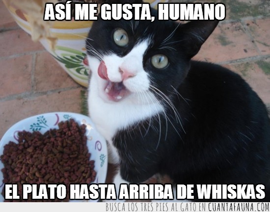 whiskas,gato comiendo,gato,lengua,plato,comida