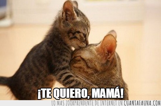 gato,besito,beso,mamá,madre,te quiero