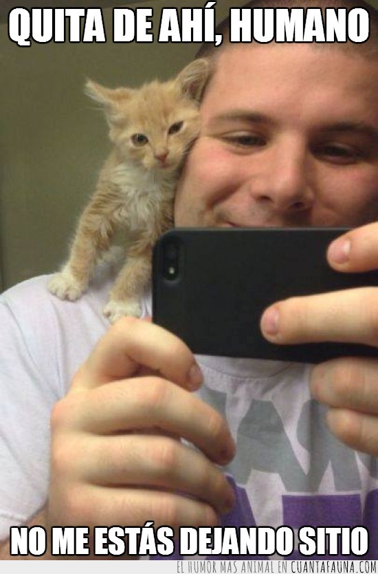 selfie,movil,cat,kitty,gatito,foto,dueño
