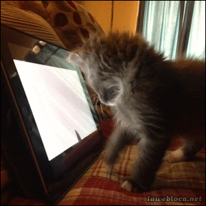 es un video en realidad,esto no es lo tuyo,gatito,gato,ipad,jugar,raton