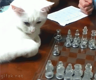 ajedrez,gato,juego,jugar,mover,peon,tablero