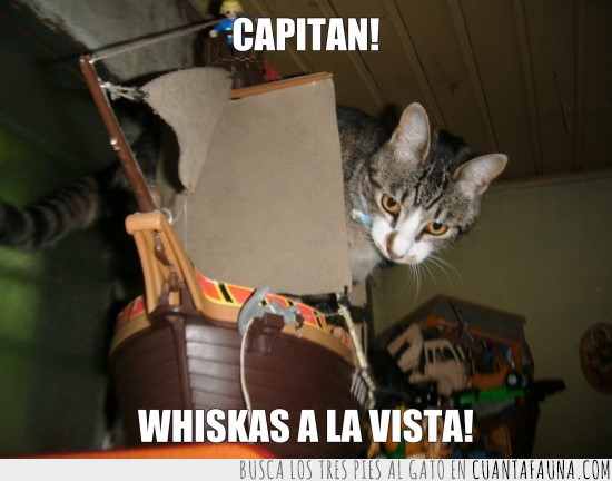 whiskas,gatita,barco,capitán,pirata