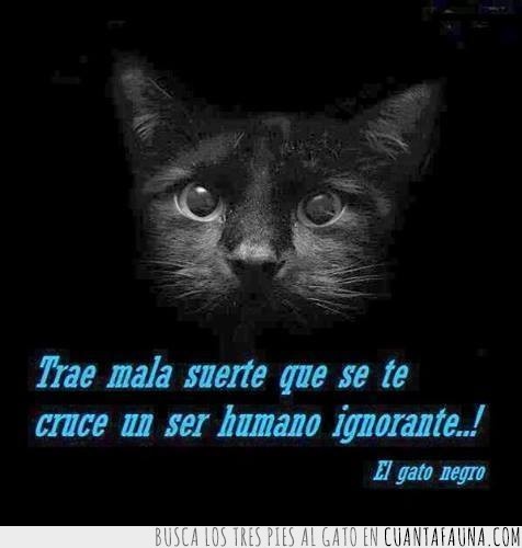 humano,suerte,ignorante,gato negro