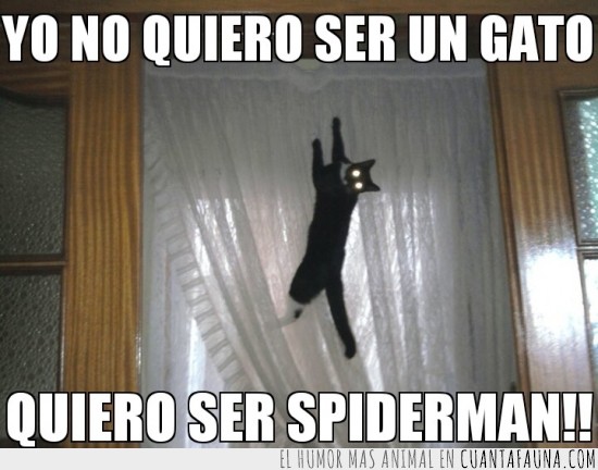 spiderman,gato,cortinas,escalar,trepar