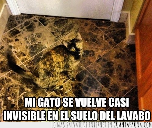 gato,suelo,invisible,lavabo,baldosas