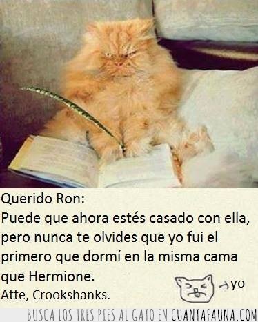 Gato,Hermione Granger,Harry Potter,Ron Weasley,crookshank