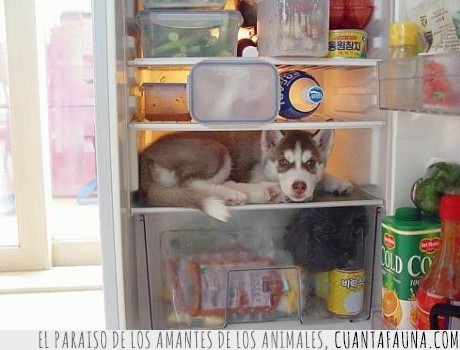 comida,siberiano,husky,can,refrigerador,perro,del monte,nevera