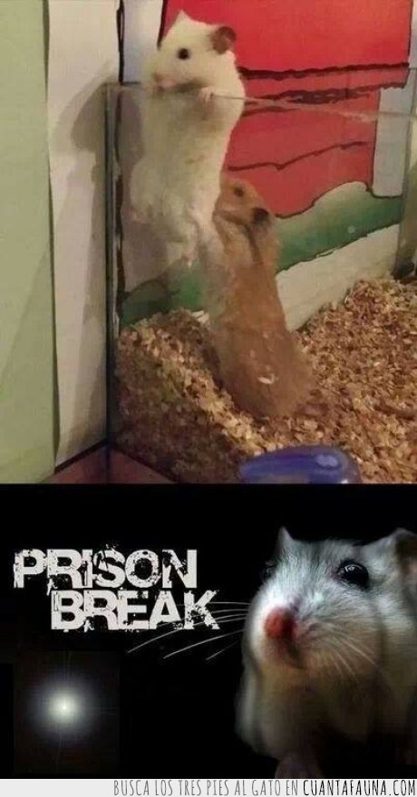 ayudar,carcel,escapar,hamster,prison break,raton