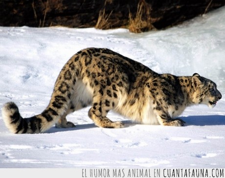leopardo,nieves,pelo,largo,extincion