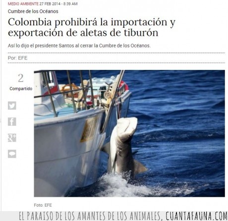 17089 - Colombia prohibirá la importación y exportación de aletas de tiburón - Que marcan la diferencia