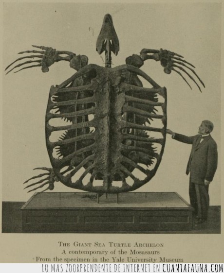 18071 - ARCHELON - La tortuga extinta mas grande documentada