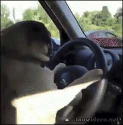 perro,conductor,coche,volante,girar,pilotar,conducir,pug,carlino