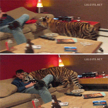 ponerse comodo,mueble,grandecito,gato,cariñoso,tigre